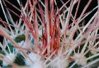Mammillaria tolimensis (2).jpg